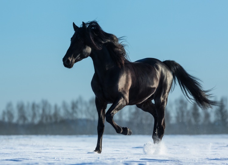 Bagaimana cara mengatakan kuda dalam mimpi? Apa arti melihat kuda dalam mimpi?