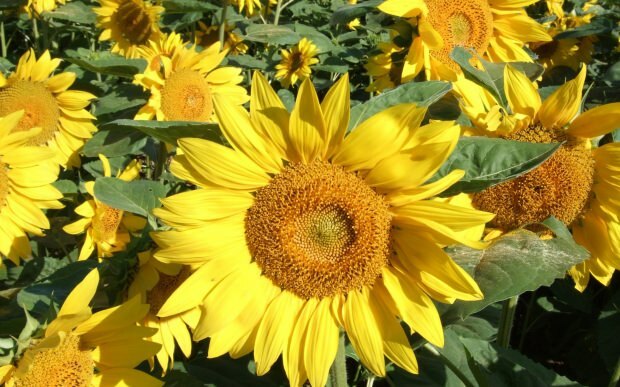 Manfaat bunga matahari