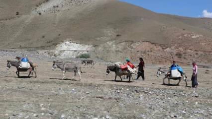 Perjalanan 'susu' yang menantang dari wanita pengembara di atas keledai!