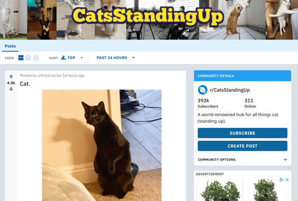 Cara memasarkan bisnis Anda di Reddit, contoh posting dari subreddit r / CatsStandingUp