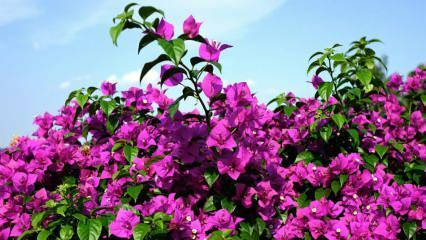 Bagaimana cara merawat dan mengairi bunga bugenvil? Apa sajakah ciri-ciri dari bunga bugenvil