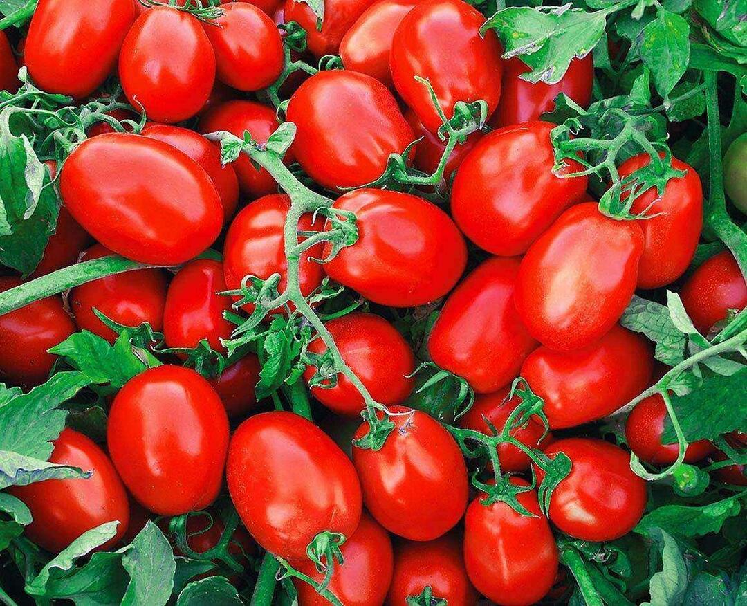 Cara memilih tomat kalengan