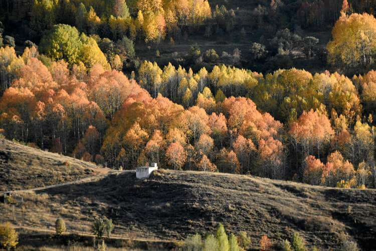 Warna-warna musim gugur menawarkan pesta visual di Gümüşhane dan Bayburt