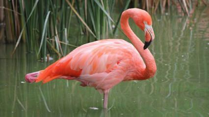 Adana menjadi rumah 'Flamingo Merah Muda'!