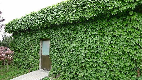Cara menanam biji ivy
