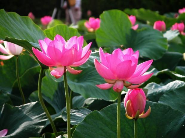 manfaat bunga lotus