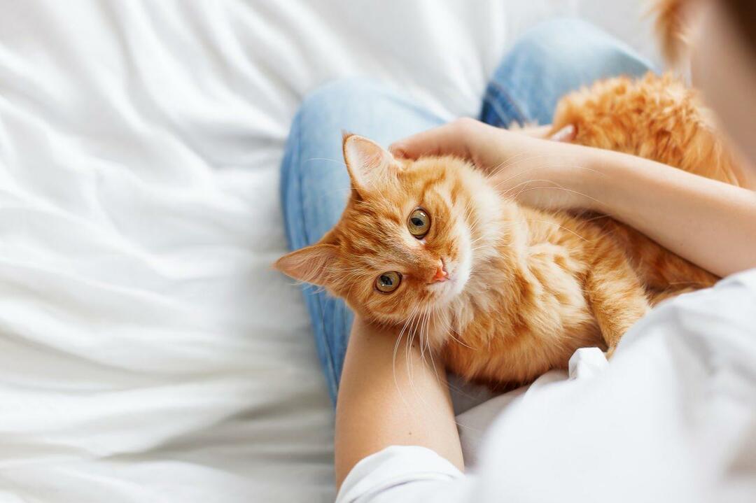 Bagaimana Anda tahu jika kucing bahagia? Apakah kucing saya mencintai saya? Arti gerakan kucing