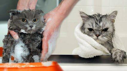 Apakah kucing mencuci? Bagaimana cara memandikan kucing? Apakah berbahaya memandikan kucing?