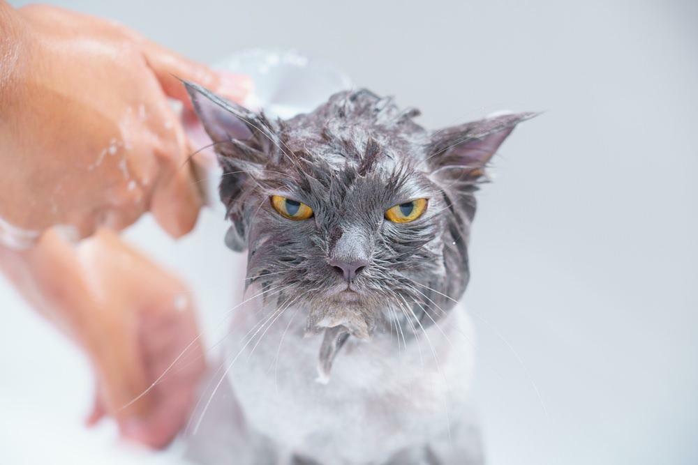 Kucing mandi