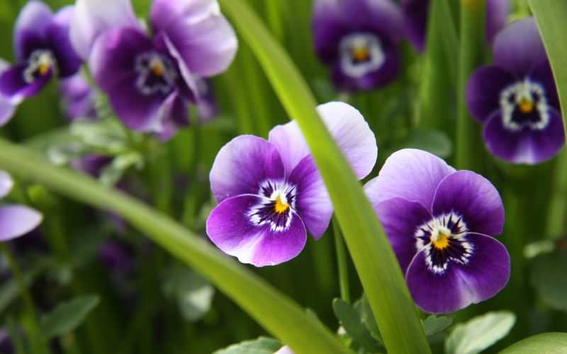 Bagaimana cara merawat bunga violet? Bagaimana cara mereproduksi bunga violet?