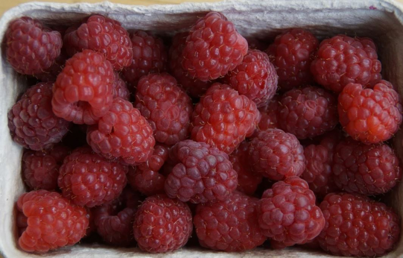 raspberry adalah makanan penghasil darah