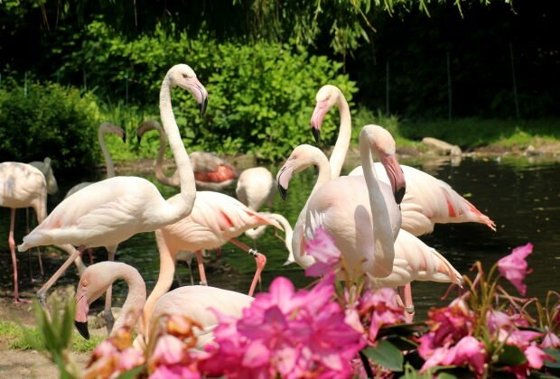 Apa yang harus dilakukan di Flamingoköy?