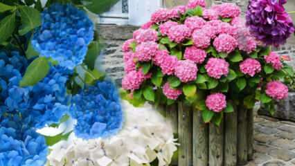 Bagaimana cara merawat bunga hydrangea di rumah? Metode perbanyakan bunga Hydrangea 