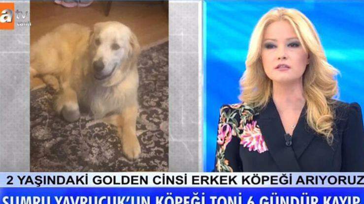 Presenter Müge Anlı mengumumkan: Anjing aktris Sumru Yavrucuk ditemukan ...
