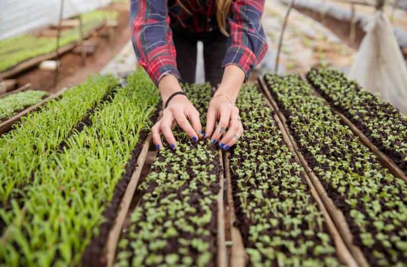 Apa itu mikro sprouting? Bagaimana cara membuat benih yang dapat dimakan tumbuh?