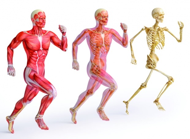 Seng sangat penting untuk otot dan struktur tulang yang kuat