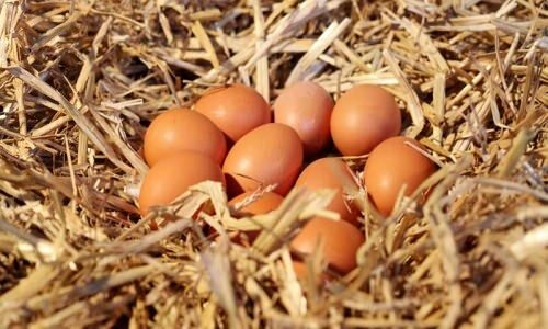 Bagaimana cara memahami telur organik?