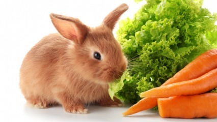  Apa yang dimakan kelinci dan apa yang dia makan? Perawatan kelinci mudah di rumah