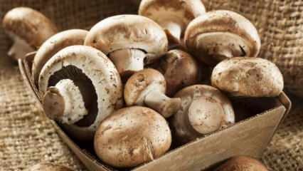 Bagaimana cara memahami kesegaran jamur? Bagaimana cara menyimpan jamur? Tips memasak jamur