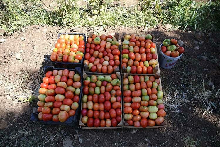 tomat guldar