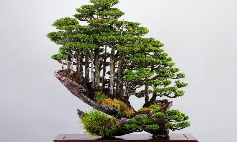 fitur pohon bonsai