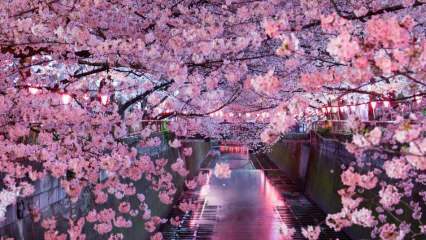Apa maksud Sakura? Sifat bunga sakura tidak diketahui