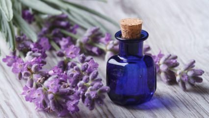 Bagaimana aroma lavender dibuat? 