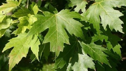 Manfaat daun pohon sycamore