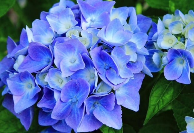 Hydrangea biru