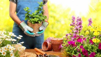 Bagaimana seharusnya berkebun di bulan Februari?