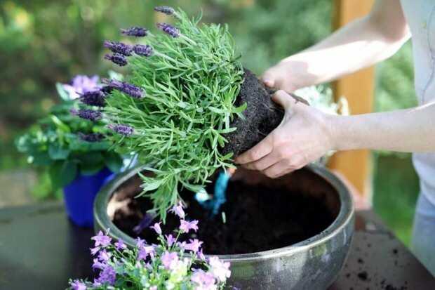 Perawatan bunga lavender