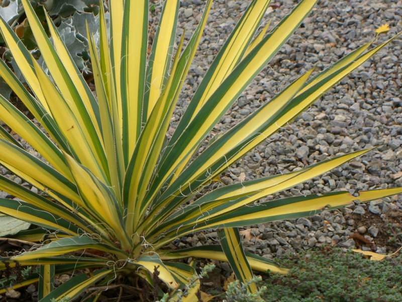 Trik perawatan Yucca! Bagaimana cara merawat bunga yucca di rumah?
