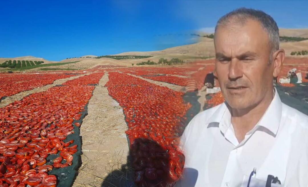 Panen tomat untuk dikeringkan telah dimulai di Malatya!