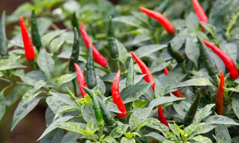 Bagaimana cara menanam paprika hijau dalam pot? Apa saja trik menanam cabai di rumah?