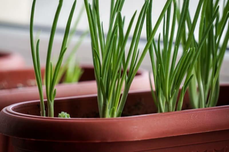 Bagaimana menumbuhkan bawang hijau dalam pot? Kiat untuk menanam bawang bombai
