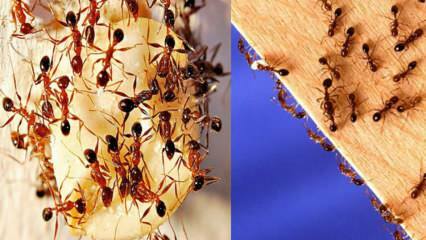 Bagaimana cara menghancurkan semut di rumah? Apa yang harus dilakukan untuk menyingkirkan semut, metode paling efektif