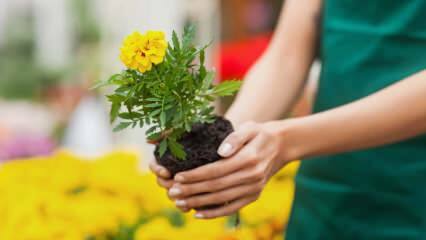 Alasan menanam di rumah? Apakah berbahaya menanam bunga di rumah?