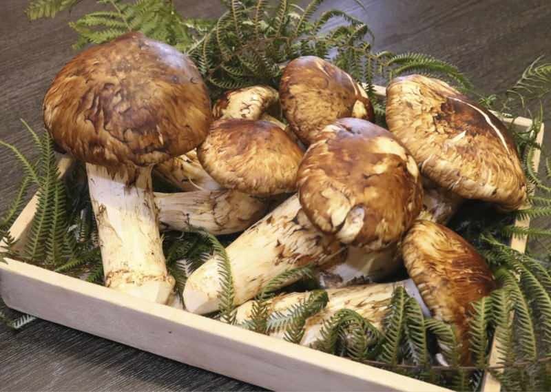 gambar dari jamur matsutake