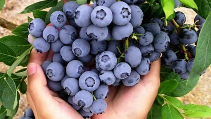 Apa manfaat blueberry? Bagaimana cara membuat teh blueberry? Blueberry yang membersihkan darah