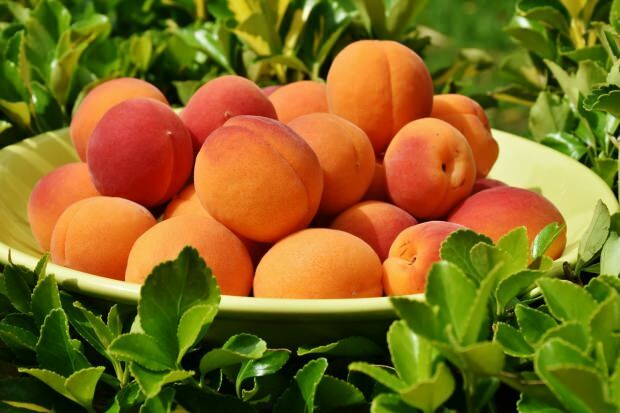 Bagaimana seharusnya teh bentuk aprikot digunakan?