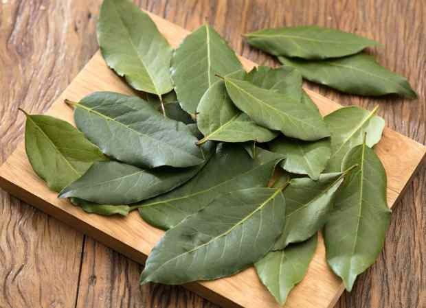 teh daun salam menghilangkan semua peradangan dalam tubuh melalui urin