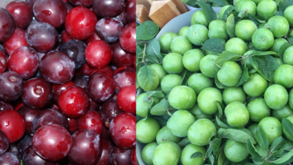 Apa manfaat buah prem hijau dan ceri merah? Apa yang dilakukan jus prem ceri merah?