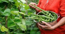 Bagaimana cara menanam kacang hijau? Cara menanam kacang di tanah dan kapas