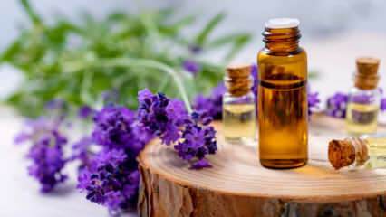 Bagaimana minyak lavender diperoleh? Cara mengekstrak minyak lavender di rumah