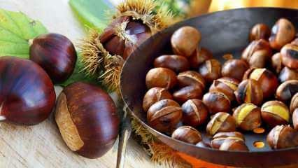 Bagaimana cara mengumpulkan chestnut, Bagaimana cara mengupas chestnut? Tips mengumpulkan chestnut