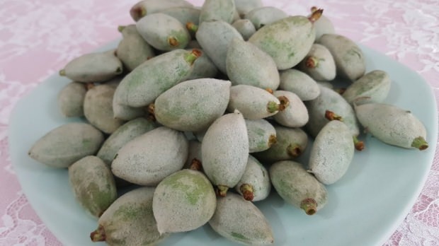 kacang mede atau kacang almond hijau