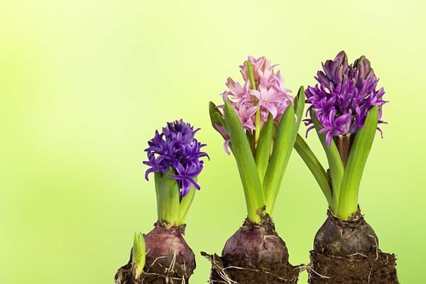 Perawatan bunga hyacinth