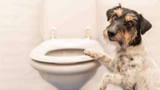 Cara membuat kebiasaan toilet anjing