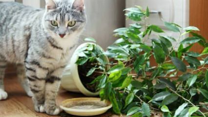 Bagaimana kucing dijauhkan dari tanaman?