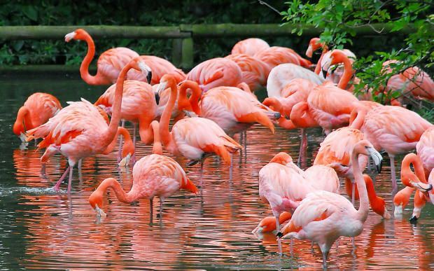 Di mana Flamingo Village? Bagaimana menuju ke sana? Berapa harga sarapannya?